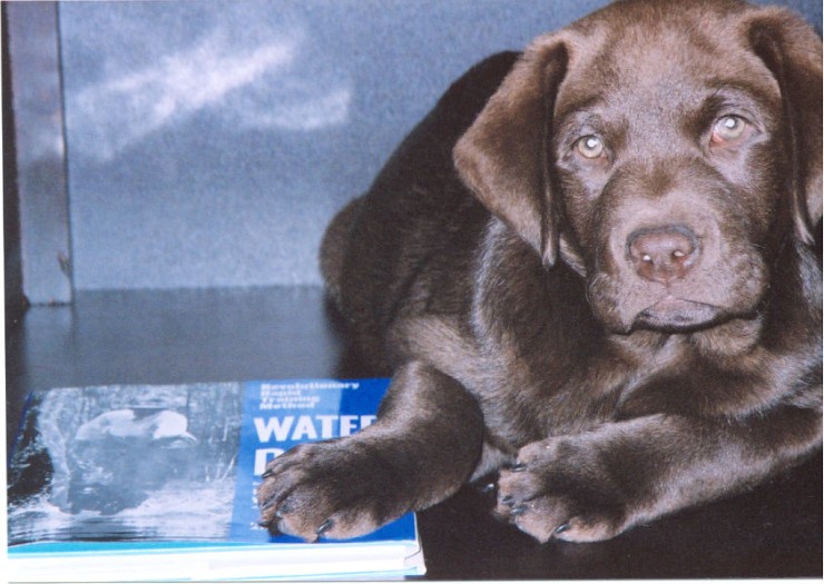 Hugo - 12 wks - water dog.jpg